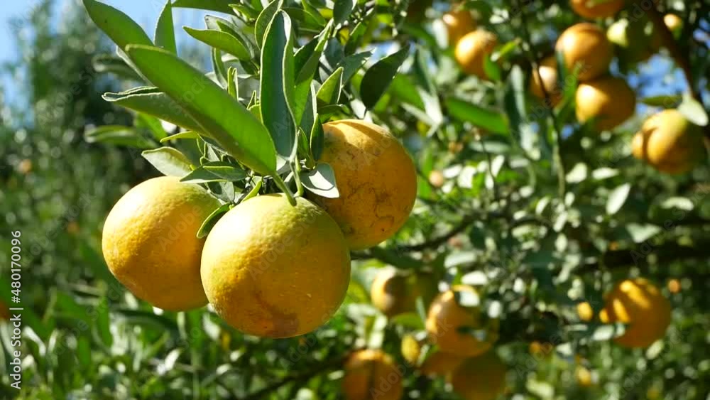 Ripe juicy sweet tangerines on a tree in a citrus orchard. Orange fruits gathering. Ripe juicy sweet tangerines on a tree in a citrus orchard. Orange fruits gathering.