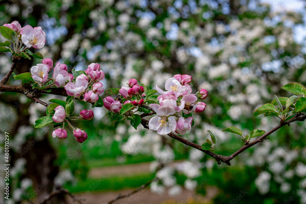 apple blossom garden with beautiful pink flowers and green gras in the spring