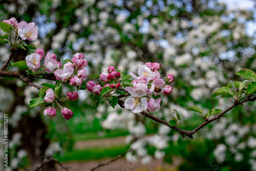 apple blossom garden with beautiful pink flowers and green gras in the spring