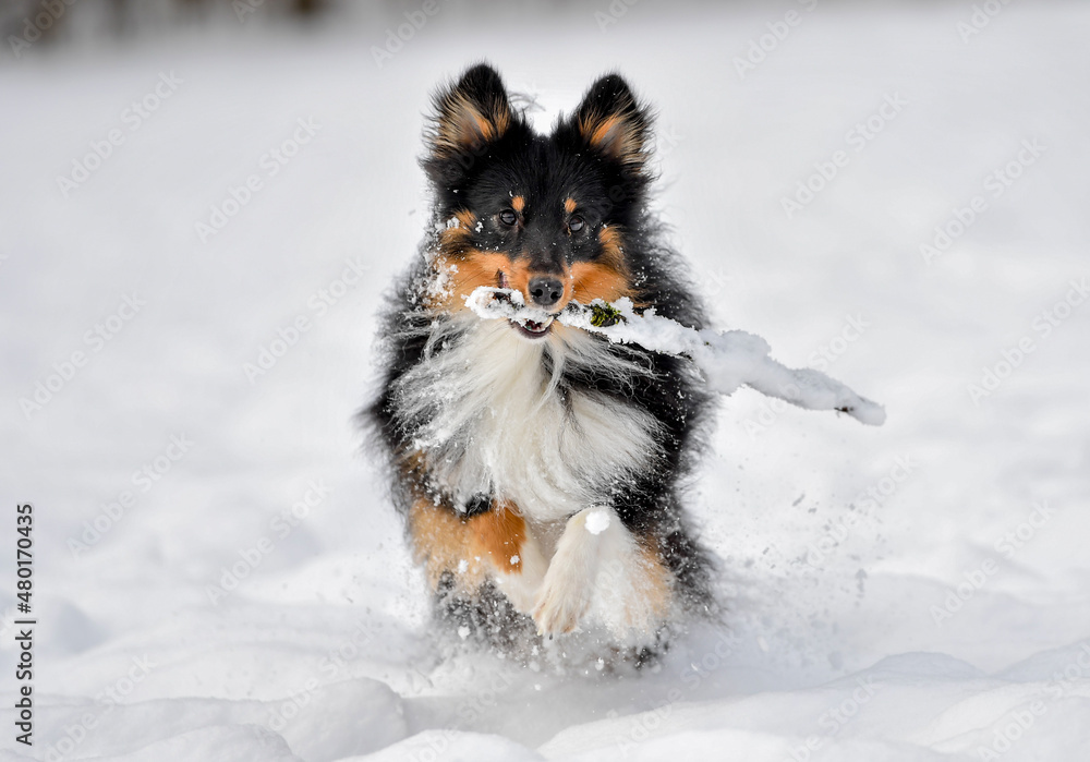 AUT, Hund, Hunde, Arrigo AUT, Hund, Hunde, Arrigo