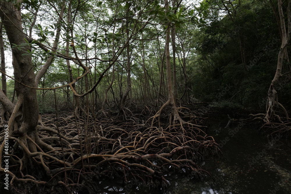 Mangrove forests are located on the Caribbean coast. Located in the Mangrove forests are located on the Caribbean coast. Located in the