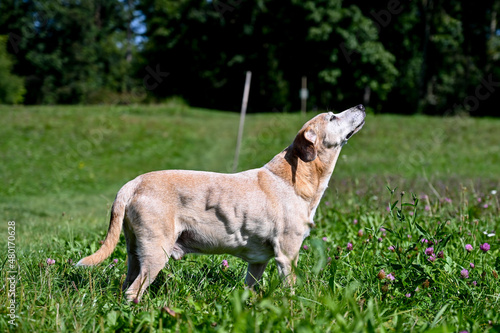 AUT, Hund, Hunde, Freilaufzone © fodo.media/H.Dostal