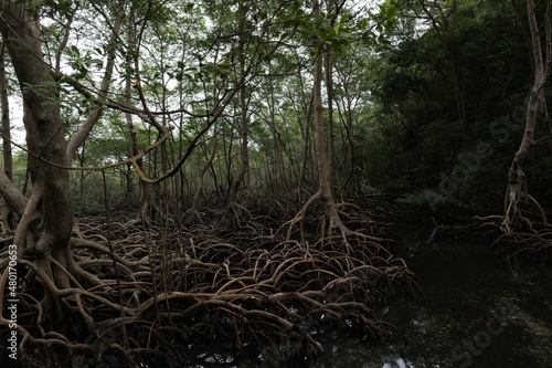 Mangrove forests are located on the Caribbean coast. Located in the 