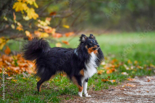 AUT  Hund  Hunde  Arrigo und Luigi