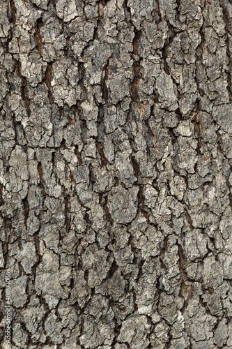 bark texture of plane tree