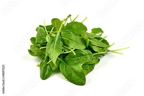 Fresh leaves of spinach, isolated on a white background.