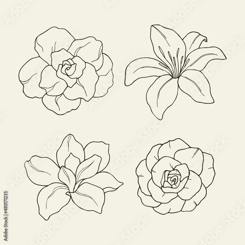Set of hand drawn gardenia, lily, magnolia, camellia