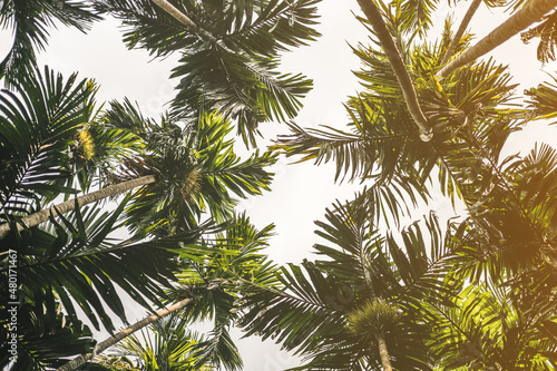 Trees and palm leaves with sunlight on sunny summer days.