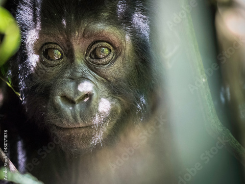 Obraz na płótnie wild baby silver back gorilla peeking through the jungle w salonie