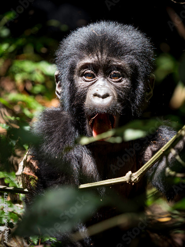 Obraz na płótnie wild baby silver back gorilla peeking through the jungle w salonie