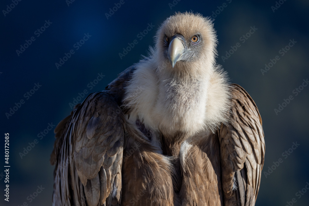 Portrait of a griffon vulture perched on the edge of a cliff, Rémuzat, France Portrait of a griffon vulture perched on the edge of a cliff, Rémuzat, France
