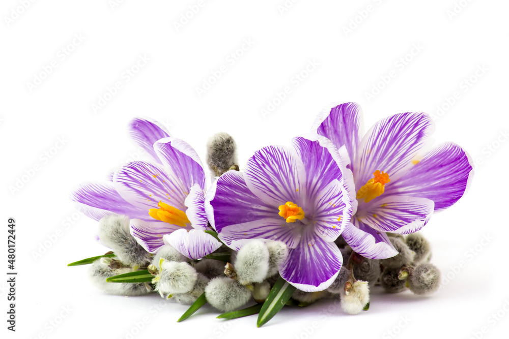 crocus flowers and pussy willow twigs on white background crocus flowers and pussy willow twigs on white background