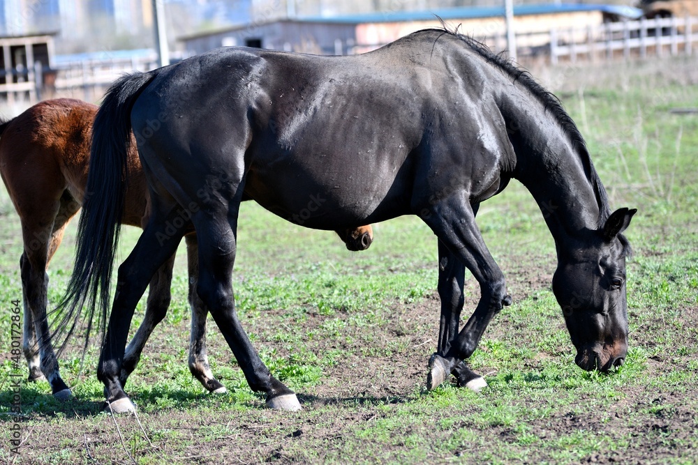 Horses graze on the farm in early spring Horses graze on the farm in early spring