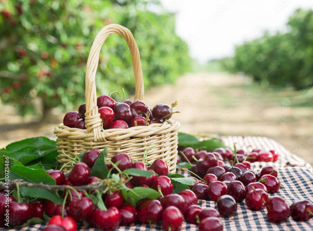 ripe juicy cherries in wicker basket in cherry garden ripe juicy cherries in wicker basket in cherry garden