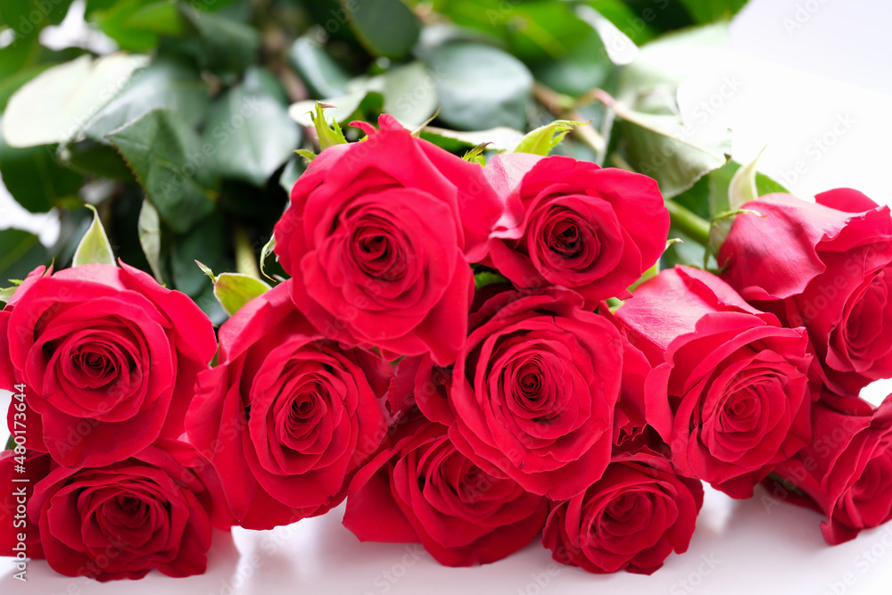 Many buds of red roses on a white background, wallpaper Many buds of red roses on a white background, wallpaper