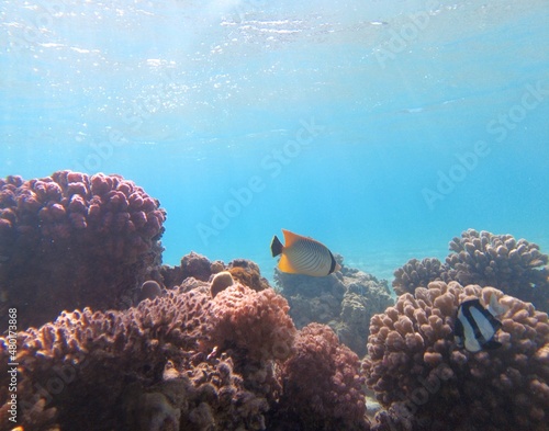 Underwater world of the Red Sea. Beautiful corals and fish underwater. Freediving.