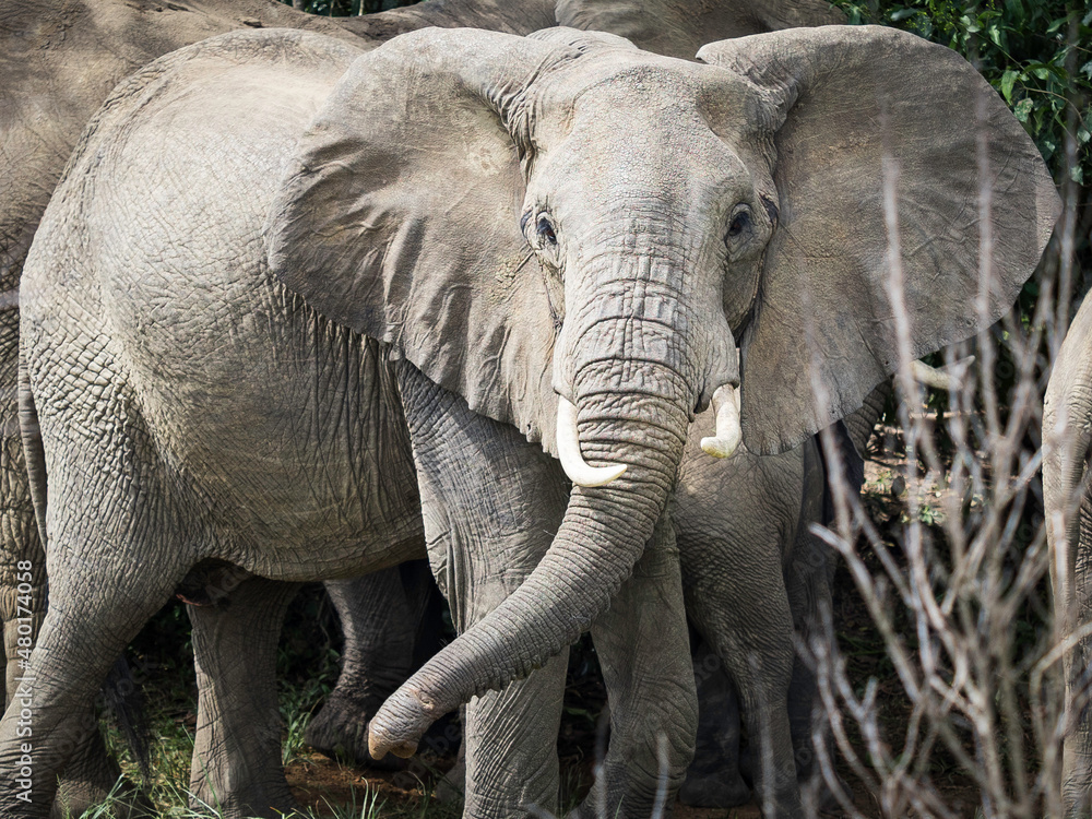 Fototapeta premium Wild african elephants in Queen Elizabeth National Park Uganda