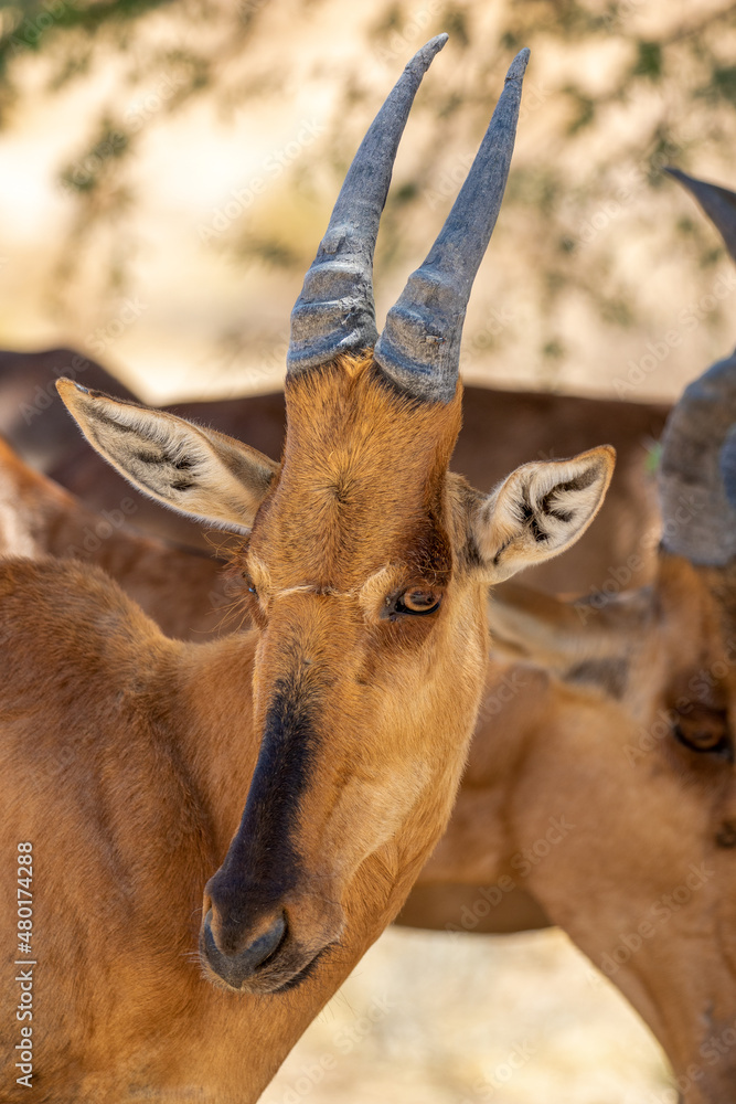 Fototapeta premium Red Hartebeest in the Kgalagadi