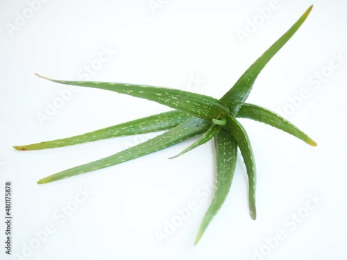 Aloe vera is very useful herbal medicine for skin care, hair care and treat gastritis. closeup photo, blurred.