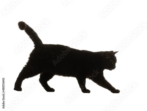 walking black cat on a white background