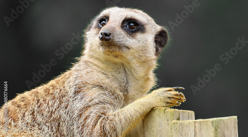 A Meerkat pondering its day ahead by staring into space