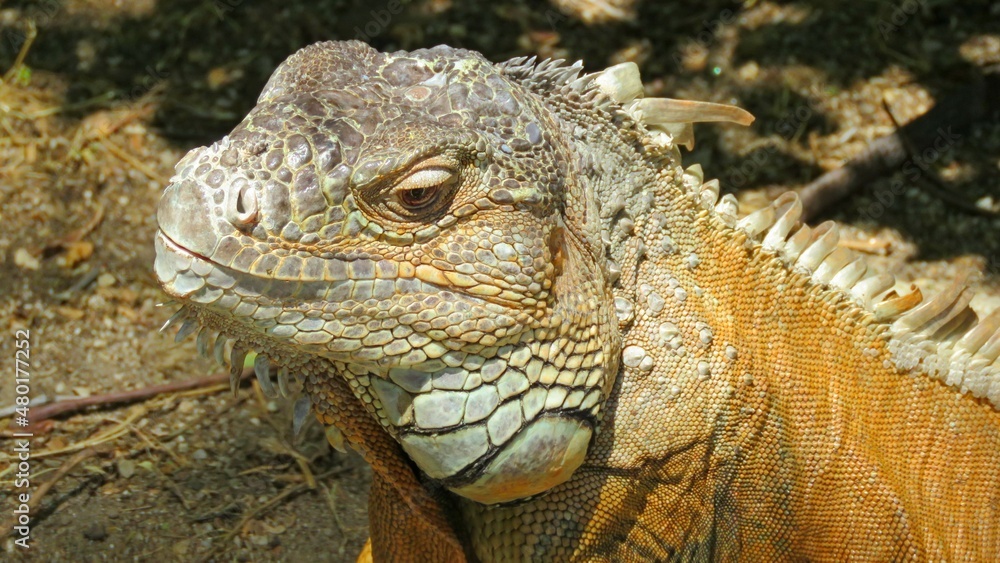 iguana reptile animal brown zoo iguana reptile animal brown zoo