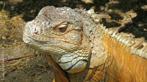 iguana reptile animal brown zoo