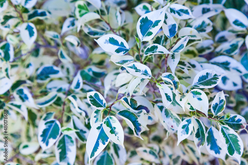 Wallpaper Mural Leaves with branches of Benjamin ficus, close-up. Torontodigital.ca