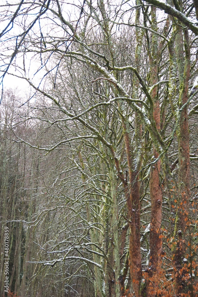 Fototapeta premium Wald, alte Bäume, Schnee, mystisch