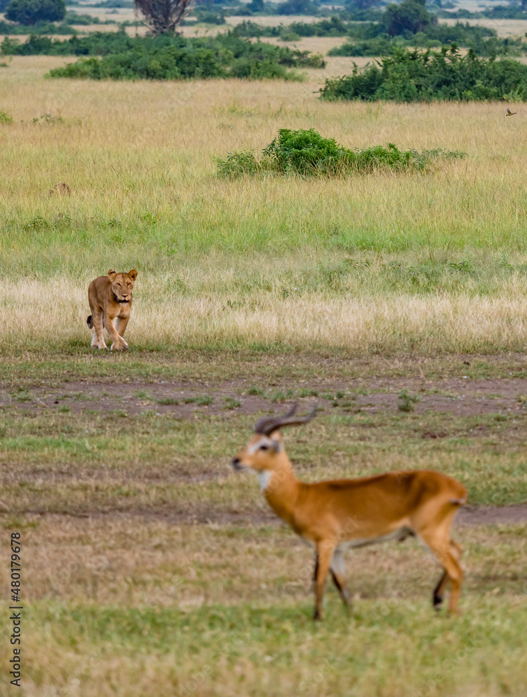 wild lioness hunting in Queen Elizabeth National Park Uganda wild lioness hunting in Queen Elizabeth National Park Uganda