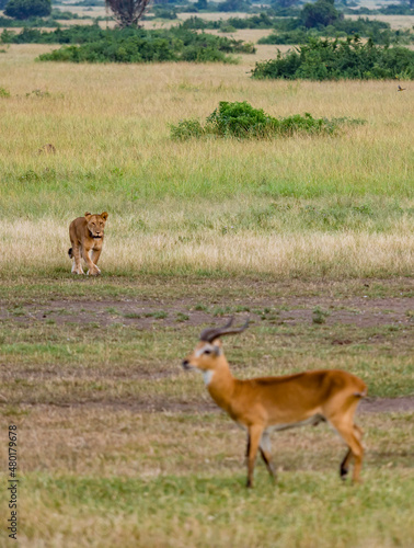Fototapeta Naklejka Na Ścianę i Meble -  wild lioness hunting in Queen Elizabeth National Park Uganda