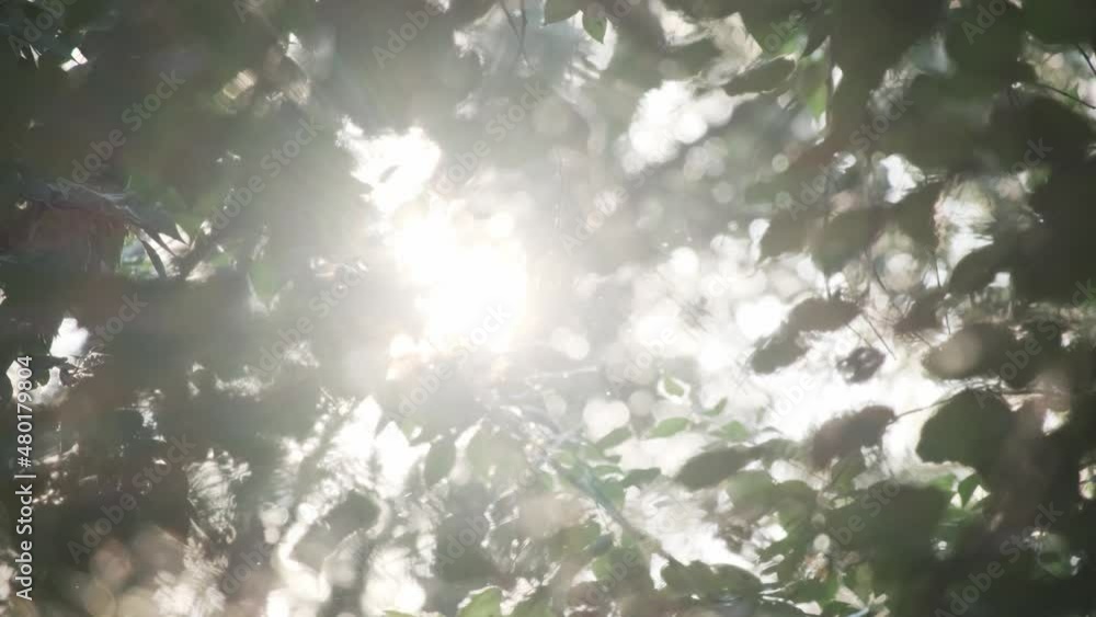 Closeup flying poplar fluff at summer city park on natural sun light and green foliage branches. Fluffy glow bokeh allergic irritant, strong allergen, health hazard. Nature city forest landscape Closeup flying poplar fluff at summer city park on natural sun light and green foliage branches. Fluffy glow bokeh allergic irritant, strong allergen, health hazard. Nature city forest landscape