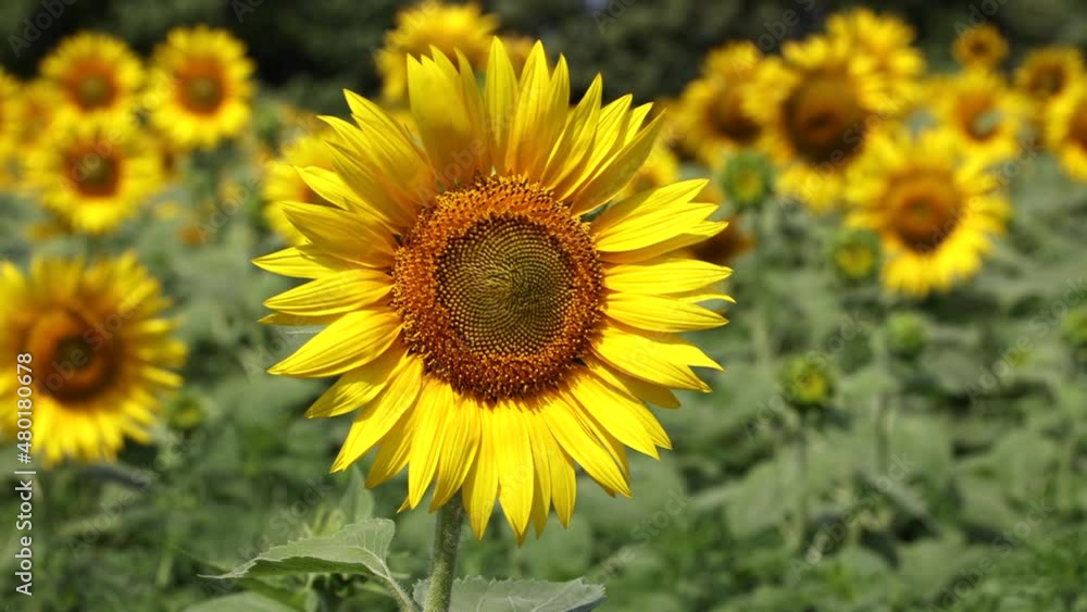 Sunflowers Are Swaying In The Wind..ProRes Sunflowers Are Swaying In The Wind..ProRes