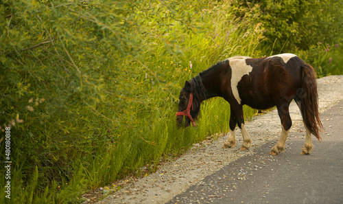 A small black and white pony is feeding with grass at the edge of the road. Scene from the country side.