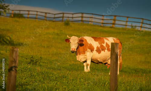 Farming and agriculture. A cow is looking straight to the camera while standing on grass during a summer sunset. Scene from a farm. photo