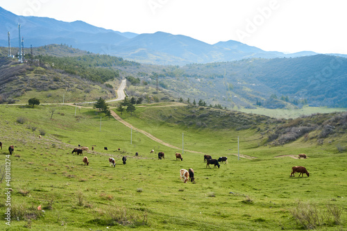 A herd of cows grazes on a green lawn in the mountains