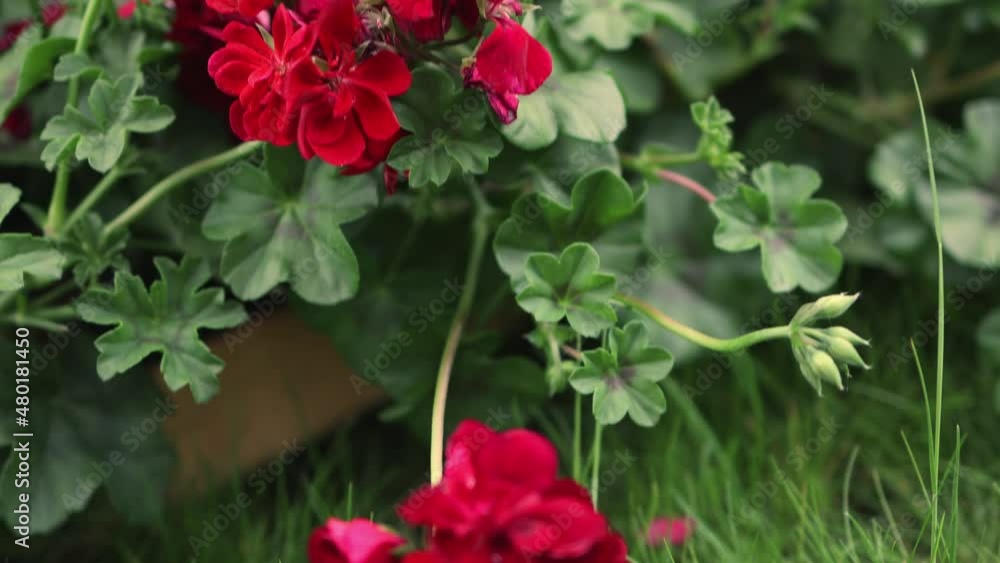 red flowers of blooming pelargonium on green garden grass. scarlet ruby geranium in bloom petals for mom's Mother's Day spring holiday. love, romantic mood in summer morning red flowers of blooming pelargonium on green garden grass. scarlet ruby geranium in bloom petals for mom's Mother's Day spring holiday. love, romantic mood in summer morning