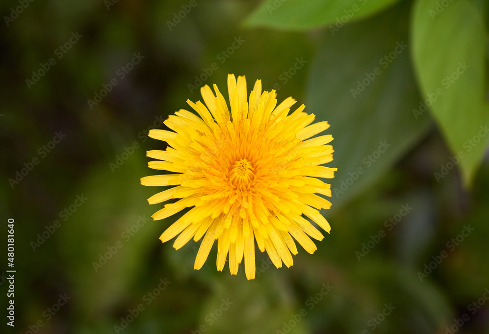 Close-up of blooming yellow dandelion flower on green blurred background Close-up of blooming yellow dandelion flower on green blurred background