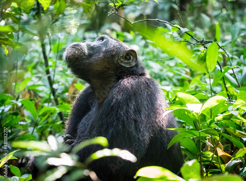 Obraz na płótnie Wild chimpanzee in Kibale Forest Uganda w salonie