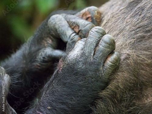 Wild chimpanzee in Kibale Forest Uganda