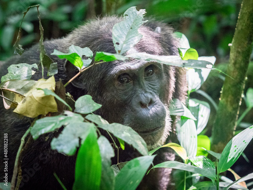 Obraz na płótnie Wild chimpanzee in Kibale Forest Uganda w salonie