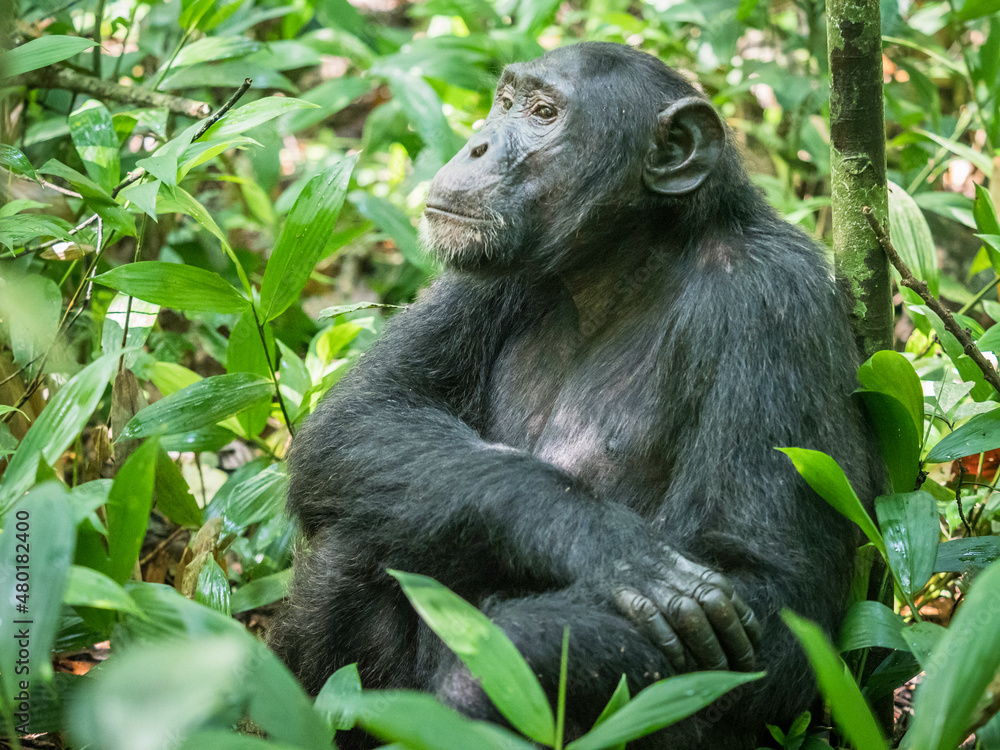 Wild chimpanzee in Kibale Forest Uganda