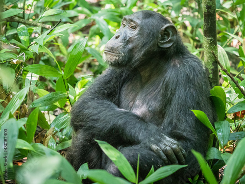Obraz na płótnie Wild chimpanzee in Kibale Forest Uganda w salonie
