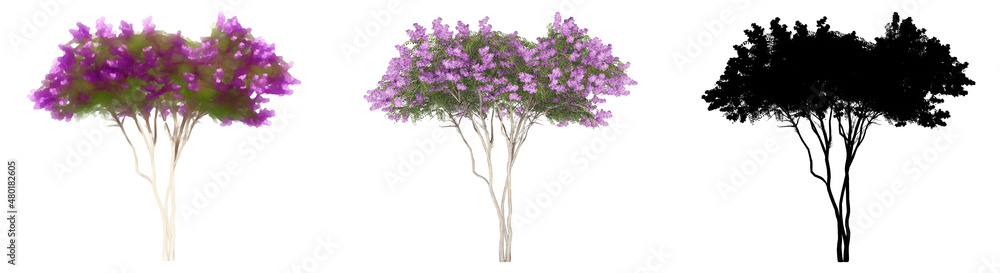 Set or collection of Crape Myrtle trees, painted, natural and as a black silhouette on white background. Concept or conceptual 3d illustration for nature, ecology and conservation, strength, endurance
