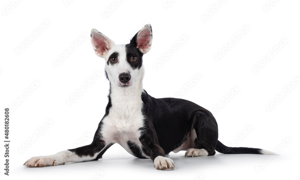 Cute black with white Podenco mix dog, laying down side ways. Looking towards camera. Isolated on a white background.