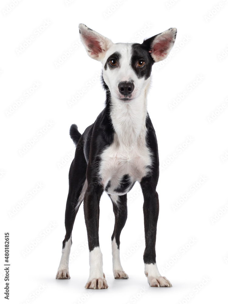 Cute black with white Podenco mix dog, standing facing front. Looking towards camera. Isolated on a white background. Cute black with white Podenco mix dog, standing facing front. Looking towards camera. Isolated on a white background.
