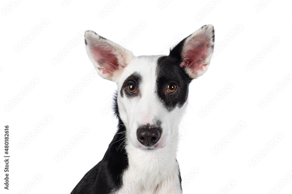 Head shot of Handsome black with white Podenco mix dog. Looking towards camera. Isolated on a white background. Head shot of Handsome black with white Podenco mix dog. Looking towards camera. Isolated on a white background.