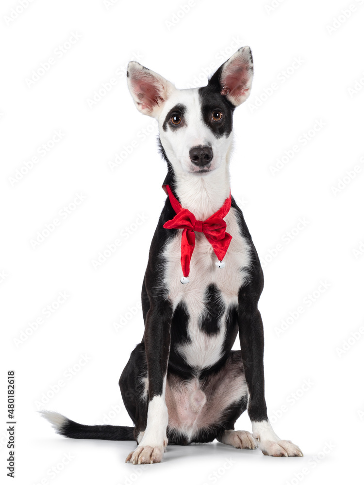 Handsome black with white Podenco mix dog, sitting up facing front wearing red vevet Christmas bow tie around neck. Looking towards camera. Isolated on a white background.