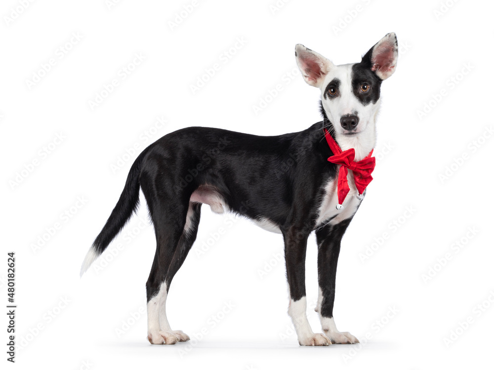 Handsome black with white Podenco mix dog, standing side ways wearing red vevet Christmas bow tie around neck. Looking towards camera. Isolated on a white background. Handsome black with white Podenco mix dog, standing side ways wearing red vevet Christmas bow tie around neck. Looking towards camera. Isolated on a white background.