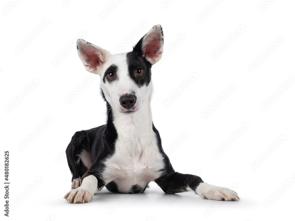 Cute black with white Podenco mix dog, laying down facing front. Looking towards camera. Isolated on a white background.